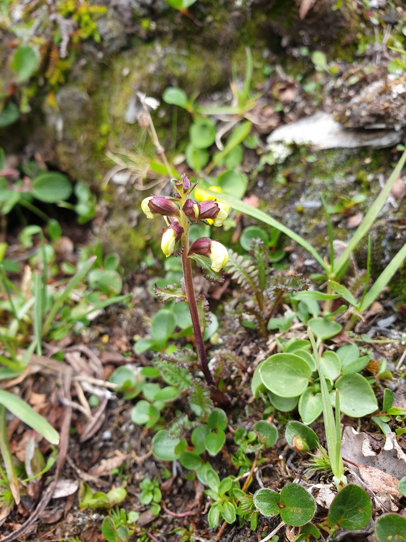 Image of Lapland lousewort