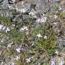 Image of Matthiola bolleana subsp. viridis