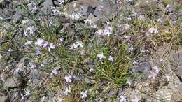 Imagem de Matthiola bolleana subsp. viridis