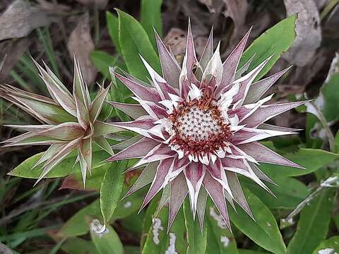 Image of Macledium zeyheri subsp. zeyheri