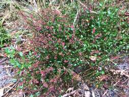 Image of Gonocarpus humilis Orchard