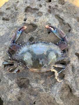 Image of arched swimming crab