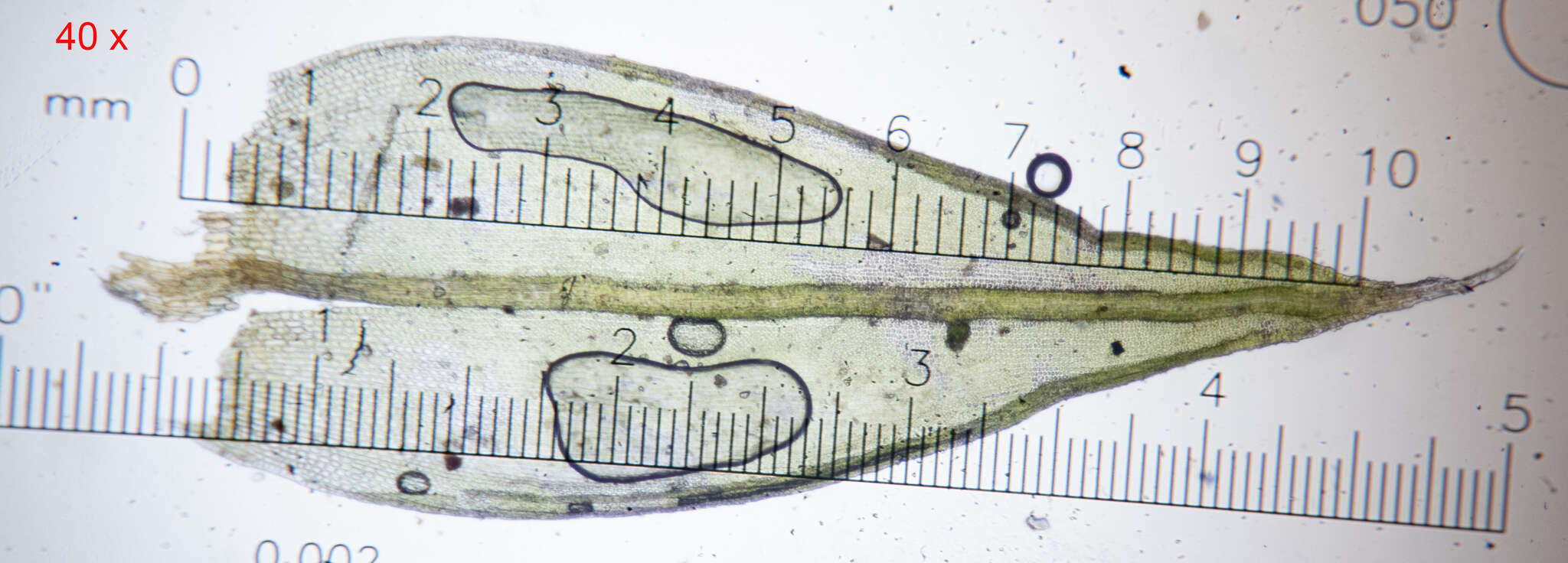 Image of schistidium moss