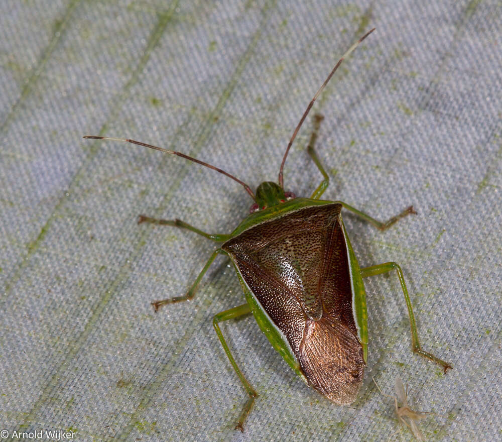 Image of <i>Neojurtina typica</i> Distant 1921