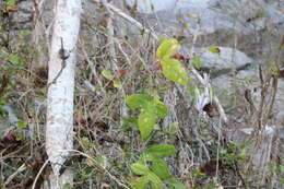 Image of Passiflora viridiflora Cav.