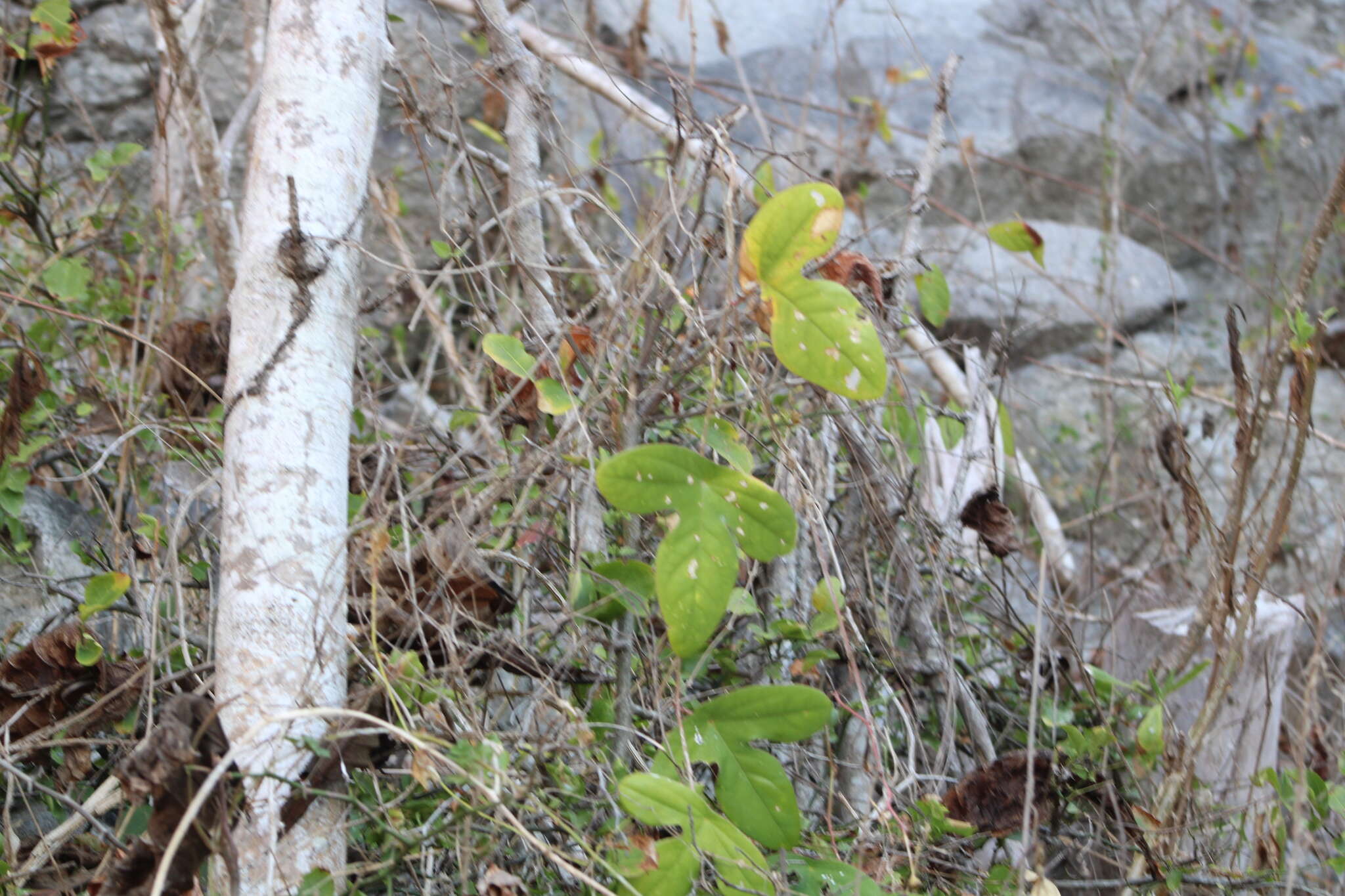 Image of Passiflora viridiflora Cav.