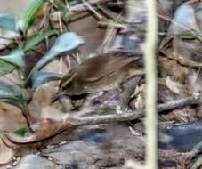 Plancia ëd Urosphena squameiceps (Swinhoe 1863)