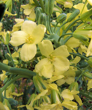 Image of white cabbage