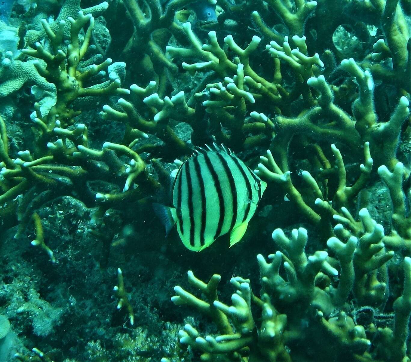 Image of Eight Banded Butterflyfish