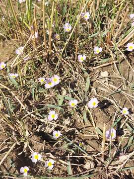 Image of Baldellia repens (Lam.) Ooststr.