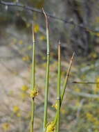 Ephedra torreyana S. Watson的圖片