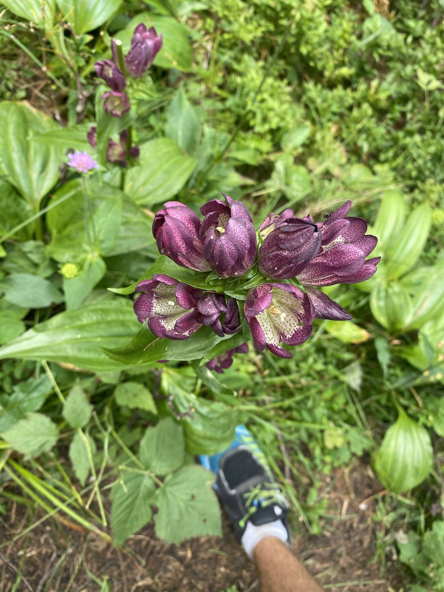 Image of Gentiana pannonica Scop.