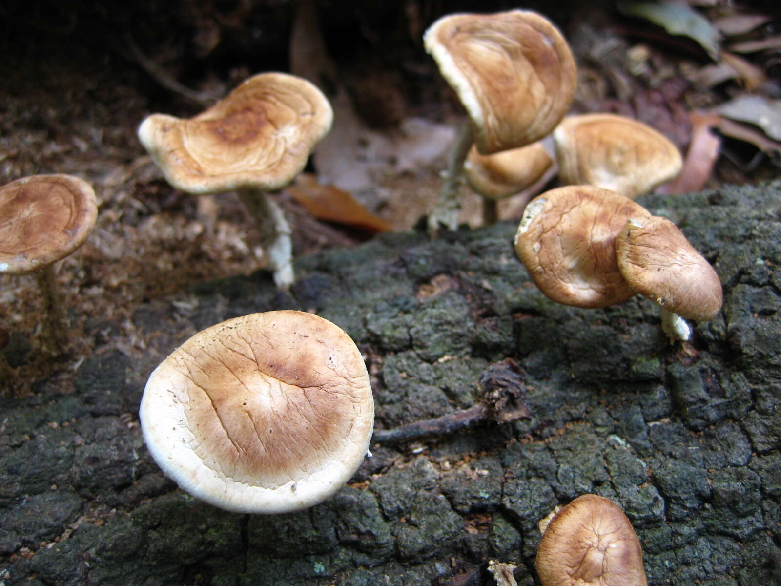 Image of Lentinula raphanica (Murrill) Mata & R. H. Petersen 2001