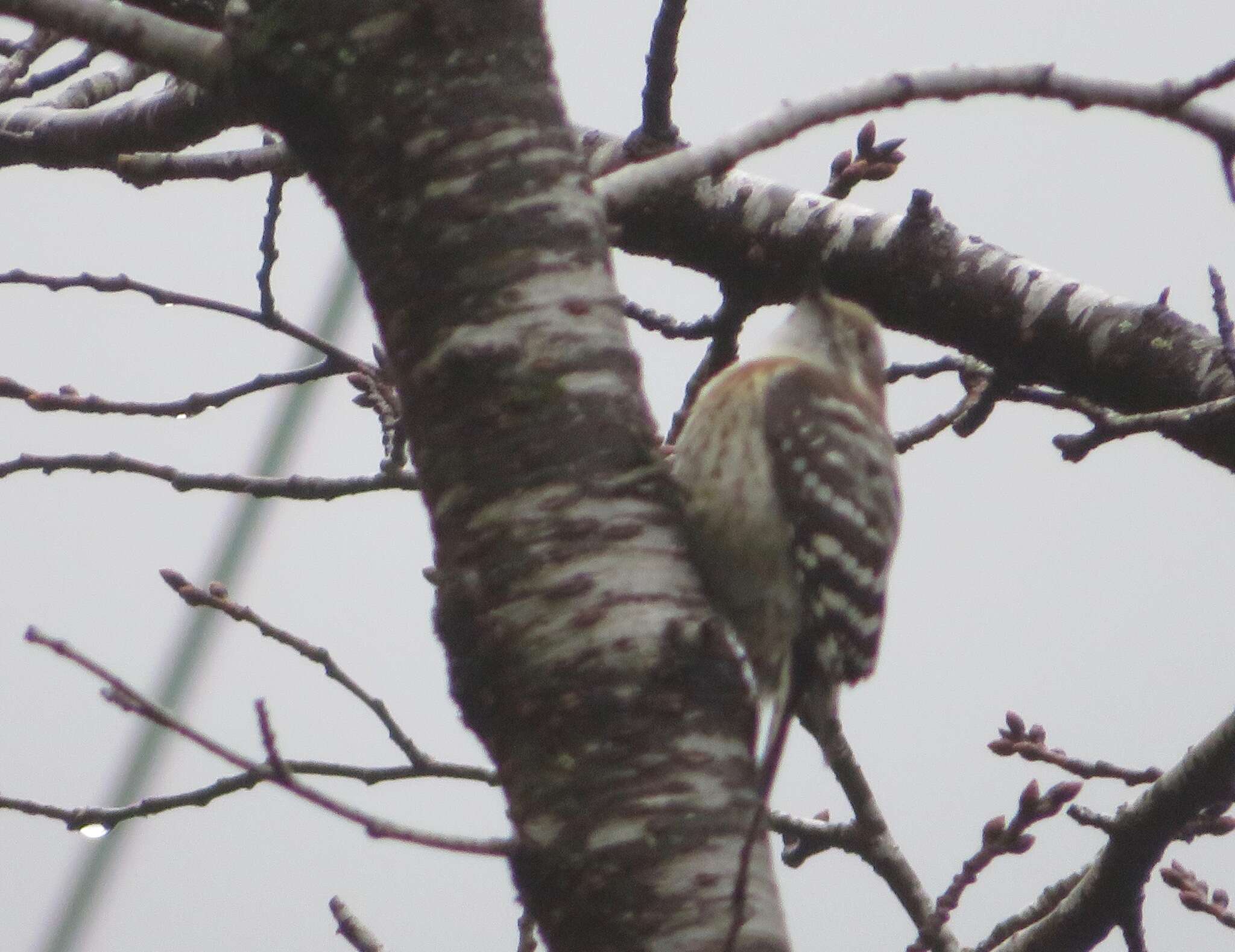 Image of Japanese Pygmy Woodpecker