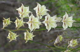 Imagem de Gladiolus longicollis subsp. longicollis