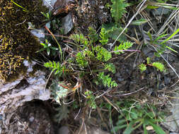 Sivun Chaerophyllum nanhuense (Chih H. Chen & J. C. Wang) K. F. Chung kuva