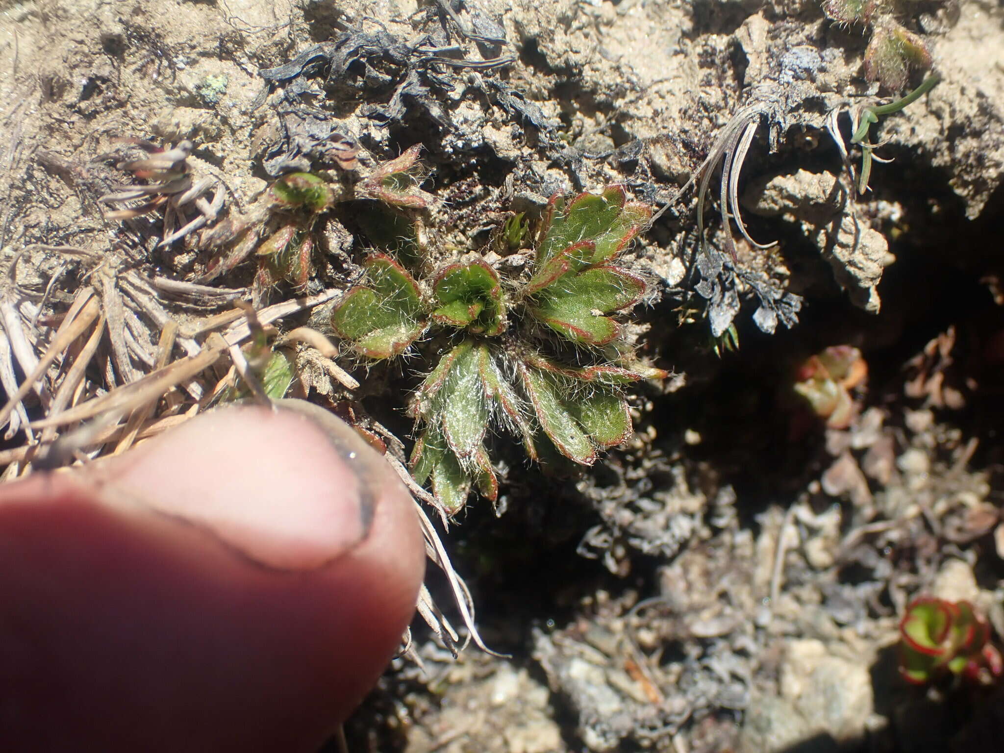 Image de Ranunculus pachyrrhizus Hook. fil.