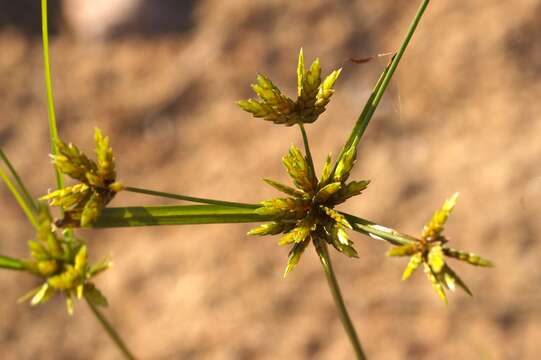 Image de Cyperus houghtonii Torr.