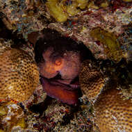 Image of Caribbean reef octopus