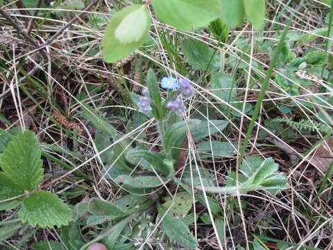 Image of Myosotis alpestris subsp. alpestris