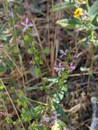 Clarkia heterandra (Torrey) H. Lewis & P. H. Raven resmi