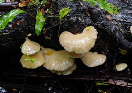 Image of Pleurotus purpureo-olivaceus (G. Stev.) Segedin, P. K. Buchanan & J. P. Wilkie 1995