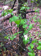 Image of parsley hawthorn