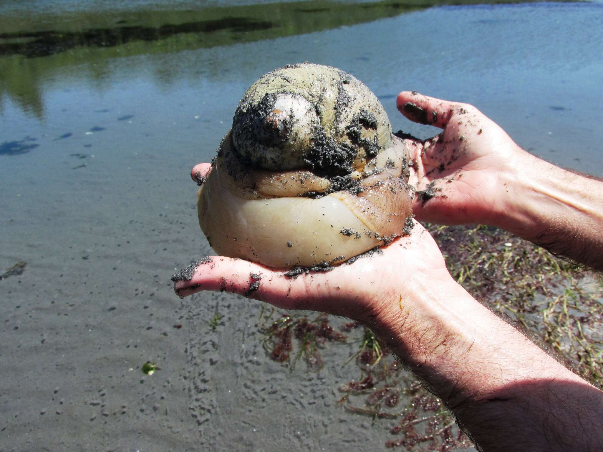 Image of Lewis' moonsnail