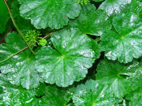 Image of Hydrocotyle mexicana Cham. & Schltdl.