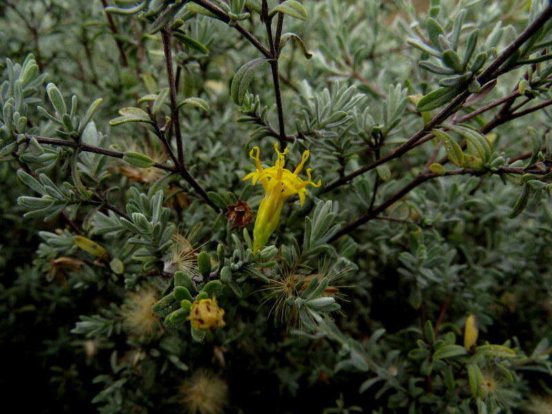 Image of Pteronia incana (Burm. fil.) DC.