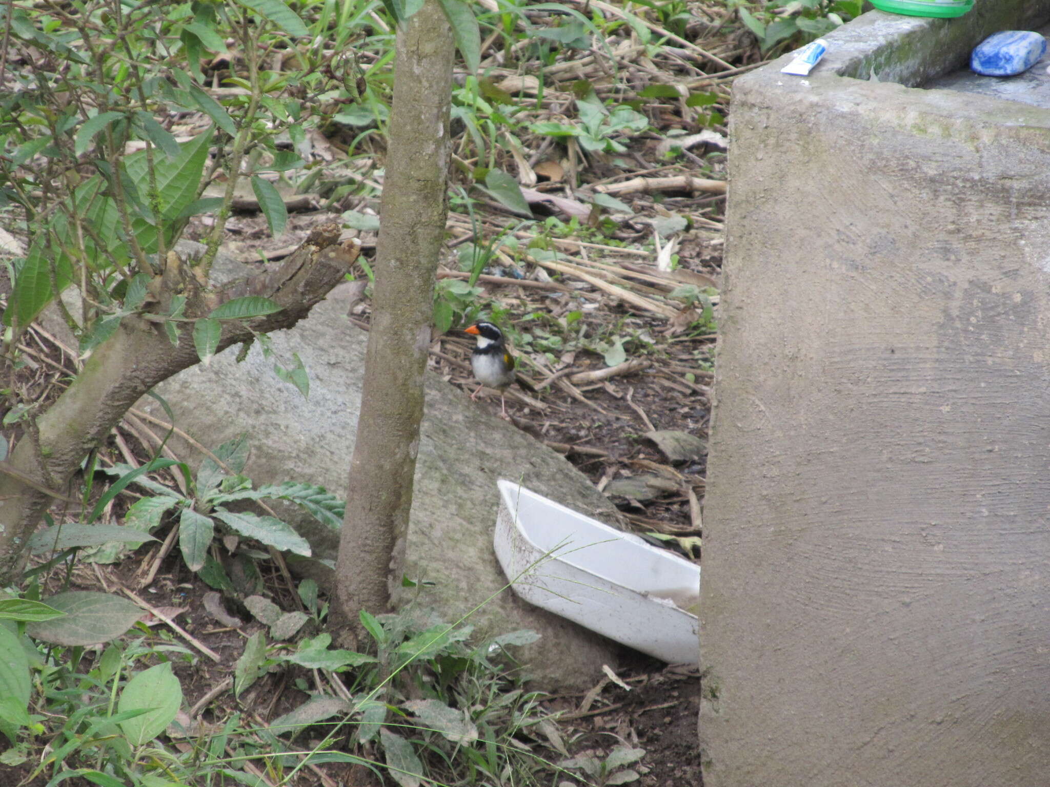 Image of Orange-billed Sparrow