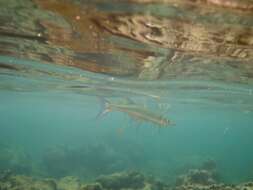 Image of Hound needlefish