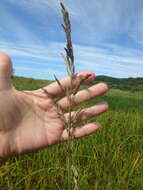 Image of Large-Flower Blue Grass