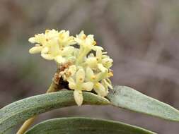 Image of Pimelea microcephala subsp. microcephala