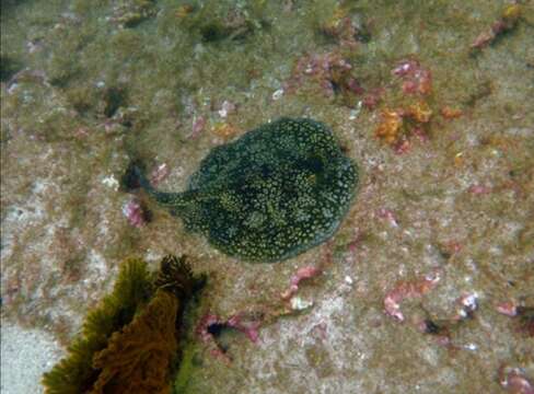 Image of Tumbes Round Stingray