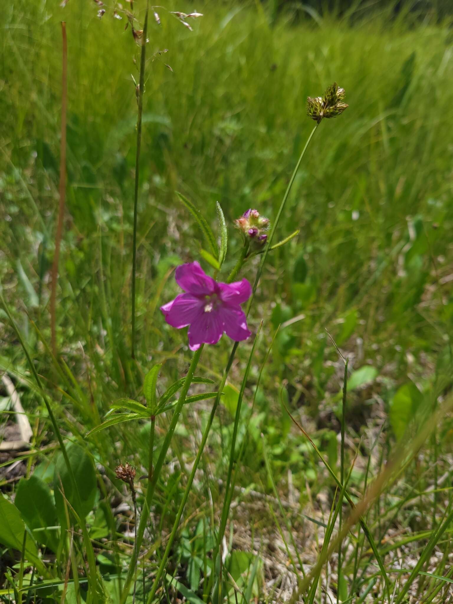 Imagem de Sidalcea neomexicana A. Gray