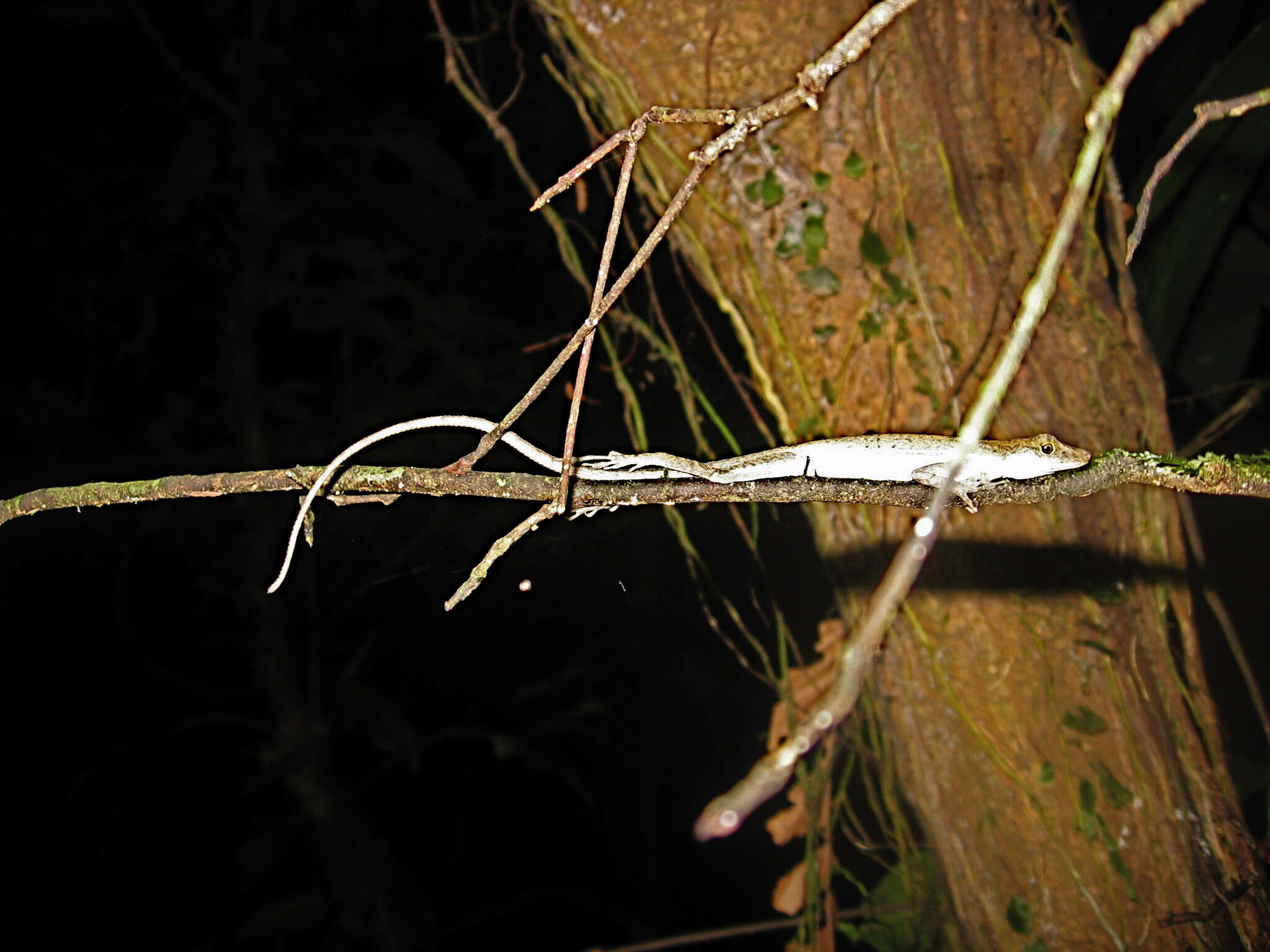 Sivun Anolis polylepis Peters 1874 kuva