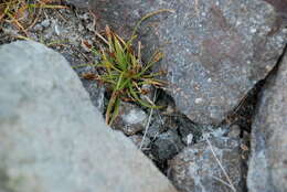 Image de Fimbristylis dichotoma var. ochotensis (Meinsh.) T. Koyama