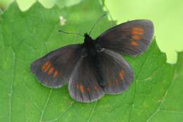 Image of Eriphyle Ringlet