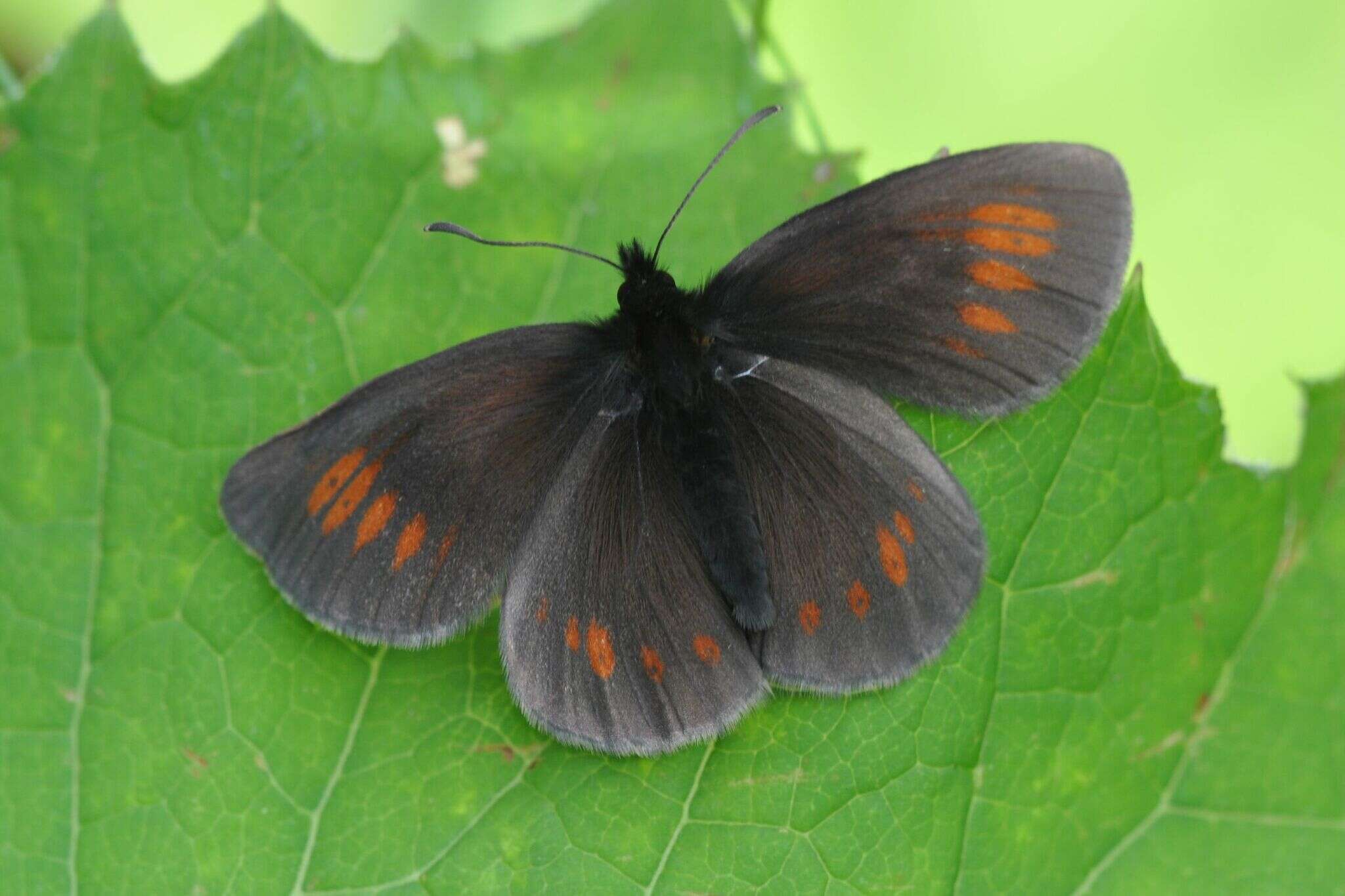 Image of Eriphyle Ringlet