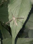 Image of Cranefly