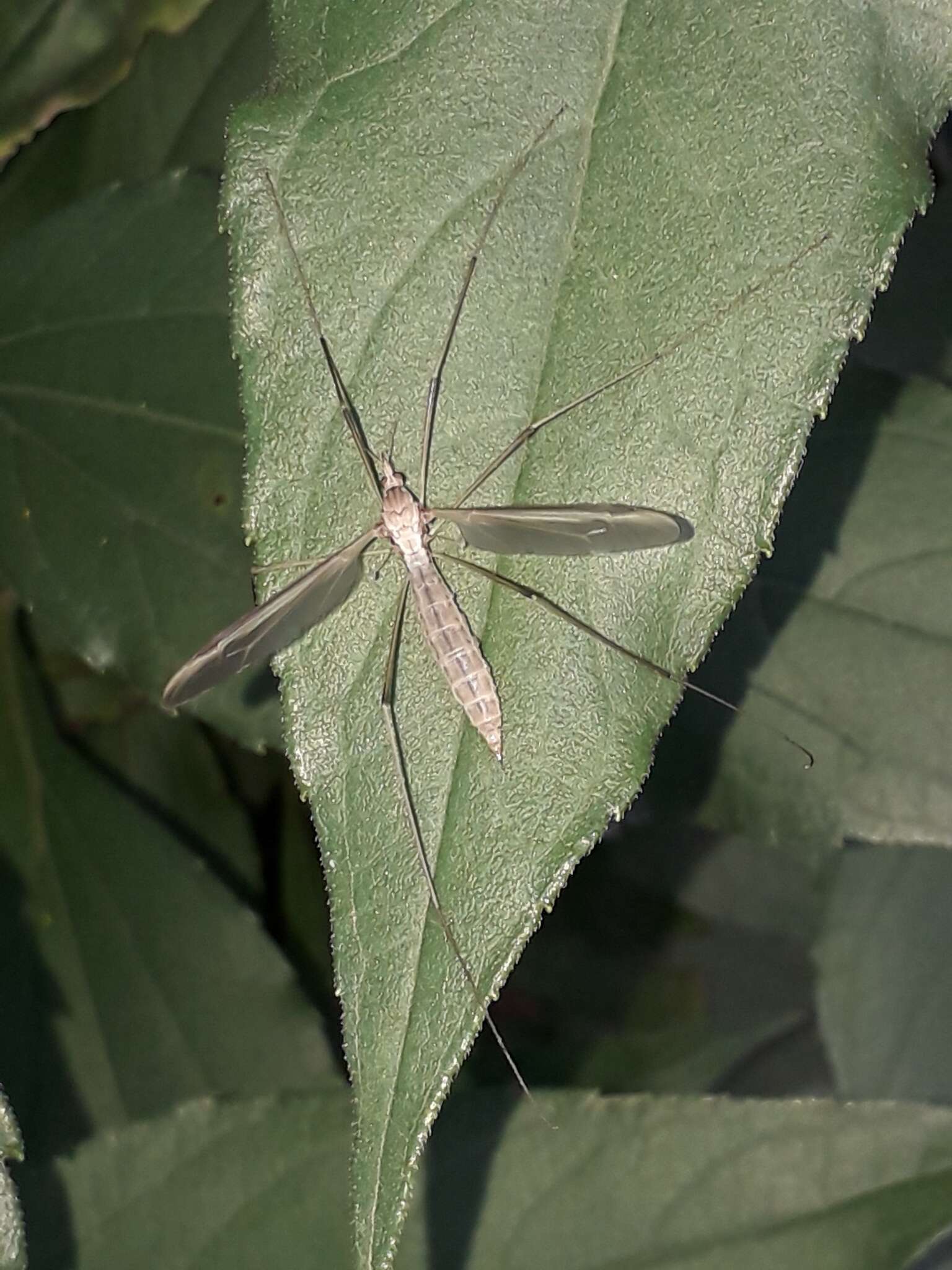 Image of Cranefly