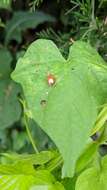 Imagem de Charidotella (Charidotella) sexpunctata bicolor (Fabricius 1798)