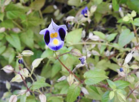 Torenia resmi