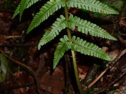 Image de Dryopteris affinis subsp. affinis