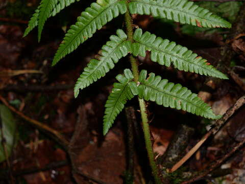 Image de Dryopteris affinis subsp. affinis