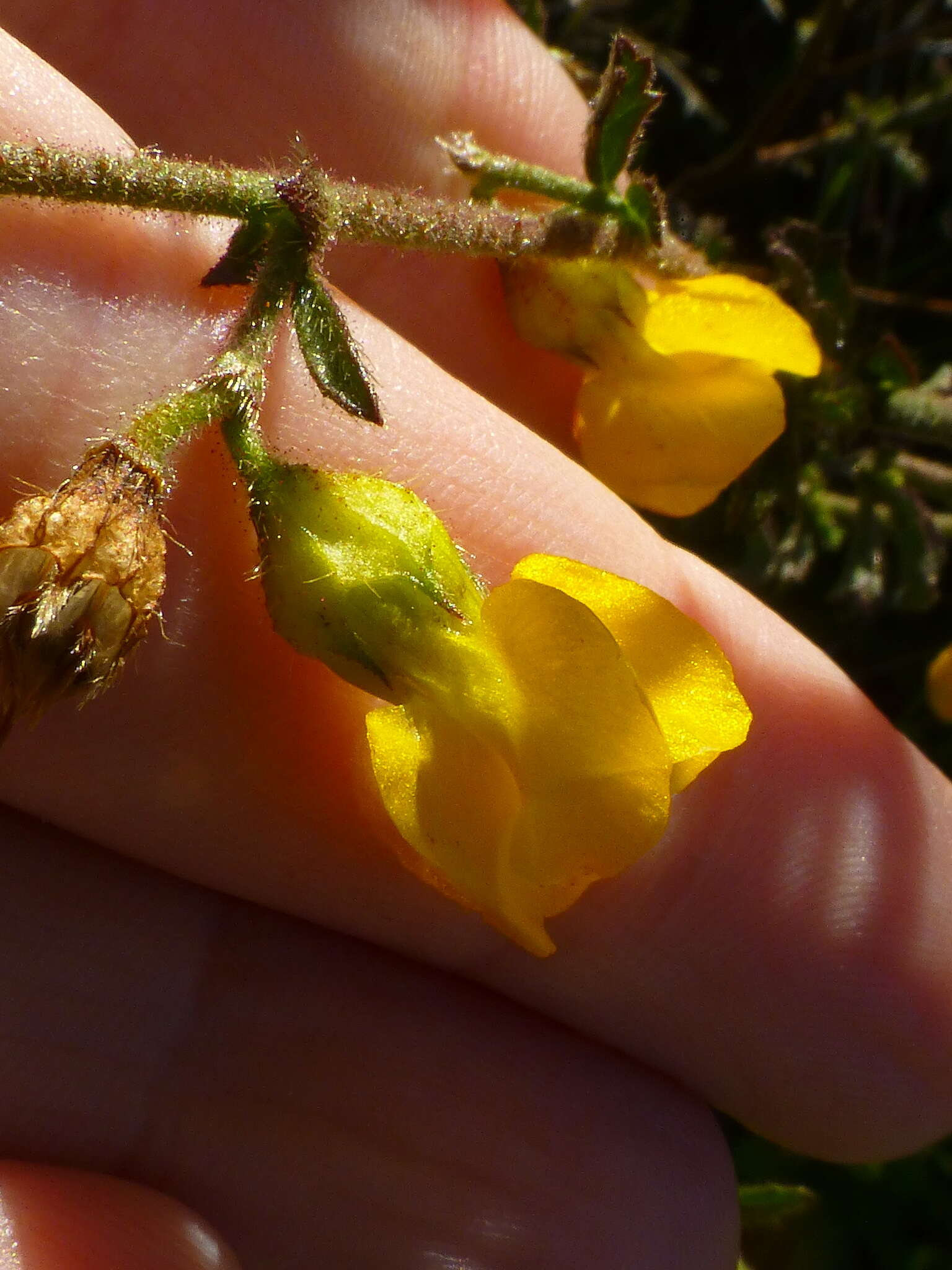 Plancia ëd Hermannia rugosa Adamson