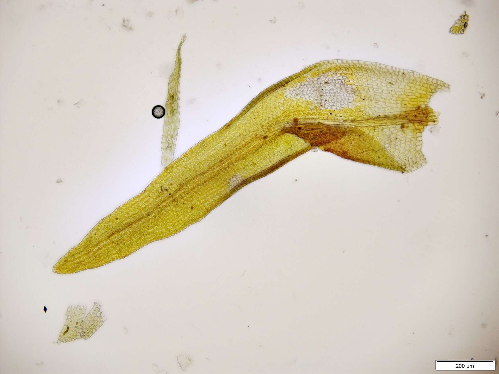 Image of Orthotrichum rogeri Bridel 1812