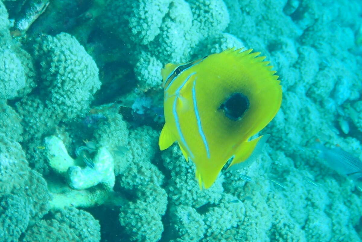 Image of Archer Butterflyfish