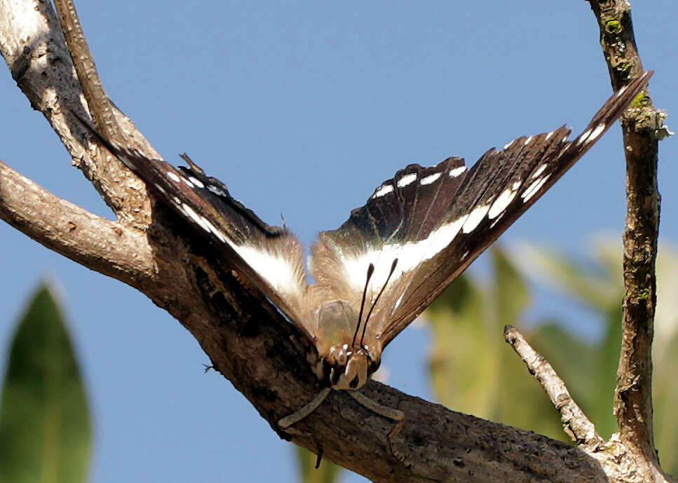 <i>Charaxes <i>achaemenes</i></i> achaemenes resmi